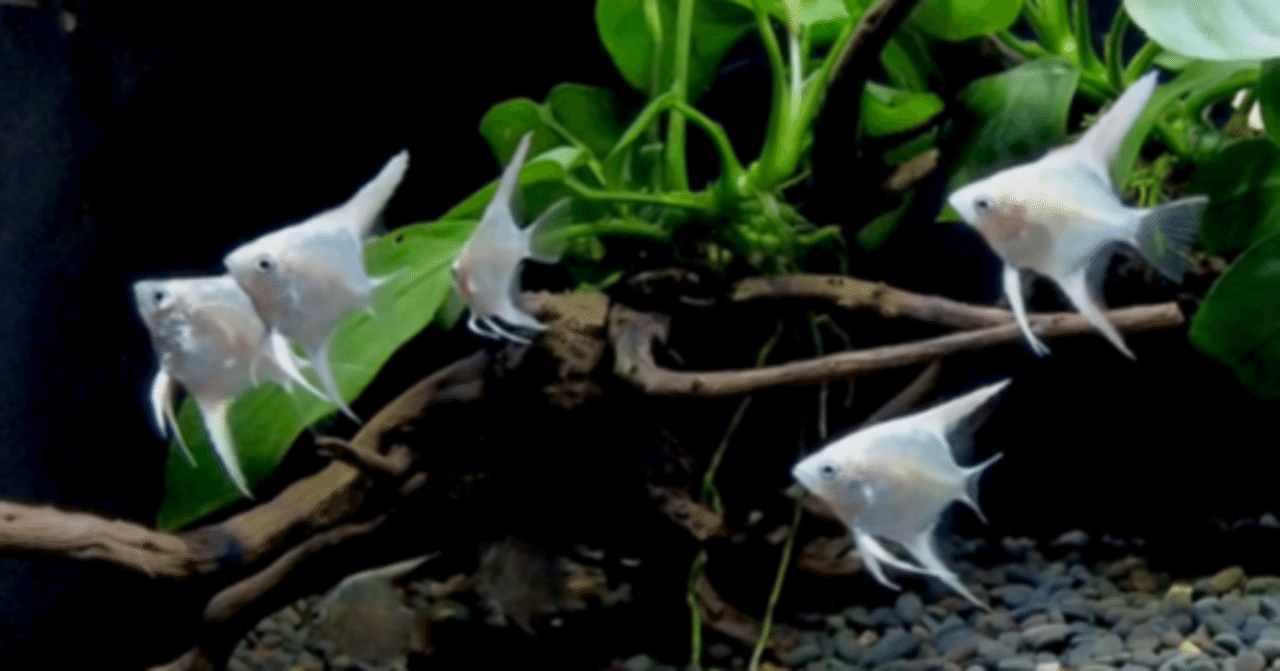 北一硝子 青 ブルー 熱帯魚 エンゼルフィッシュ ラッコ らっこ