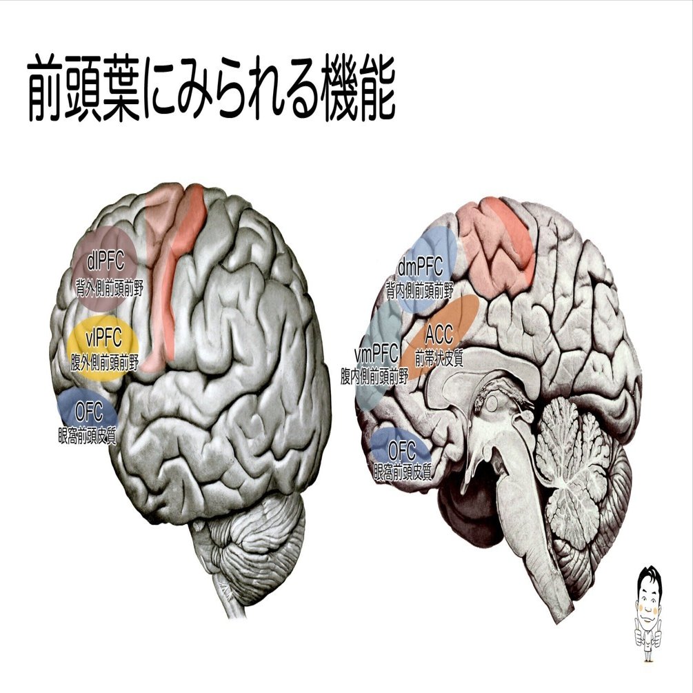 前頭葉にみられる機能｜かずひろ先生（黒澤一弘｜解剖×教育×AI）