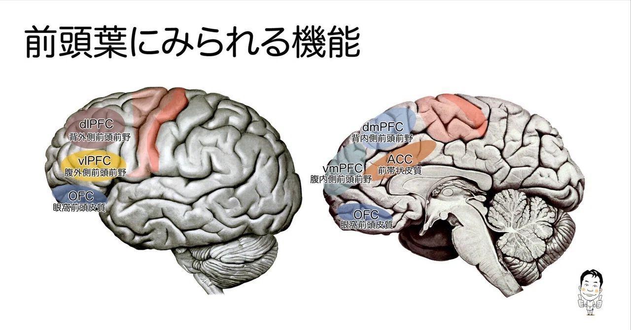 前頭葉にみられる機能｜かずひろ先生（黒澤一弘｜解剖×教育×AI）