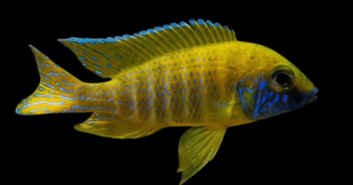イエローピーコック｜熱帯魚・アフリカンシクリッドの仲間