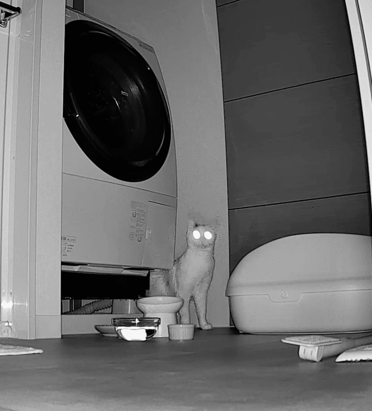 不調が治った日にきた、細くて綺麗な猫目ルチルたん！