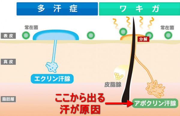 ワキガで恋愛できないと悩める女子へ ワキガの彼女を持つ男からのアドバイス Kenji 人にやさしくありたい Note