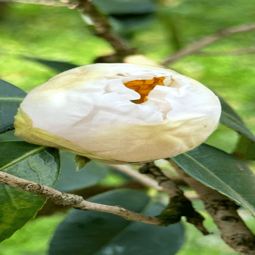 ヒゴツバキ 『肥後六花』に数えられる熊本の細川藩が育成した椿｜EGGSEED