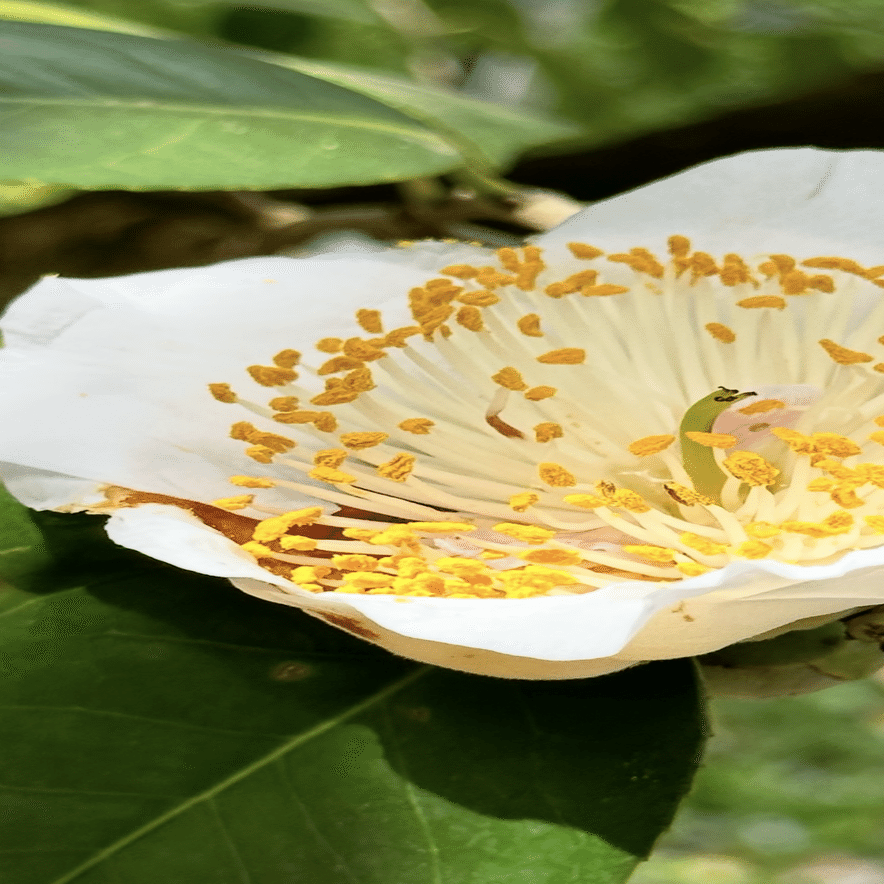 ♡開花中♡DD多弁ホワイト整形花　横向き充実株 ヒゴツバキ 『肥後六花』に数えられる熊本の細川藩が育成した椿｜EGGSEED