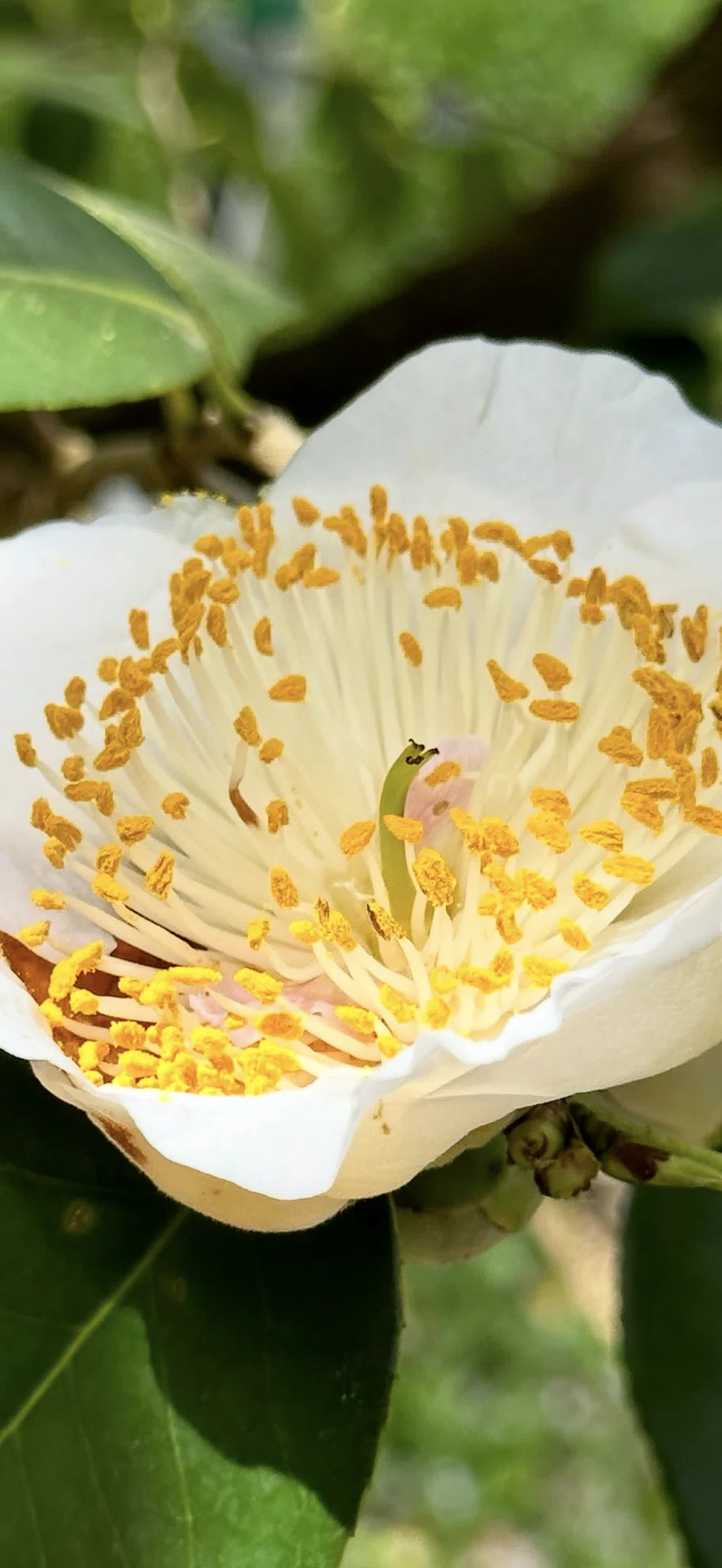 ヒゴツバキ 『肥後六花』に数えられる熊本の細川藩が育成した椿｜EGGSEED