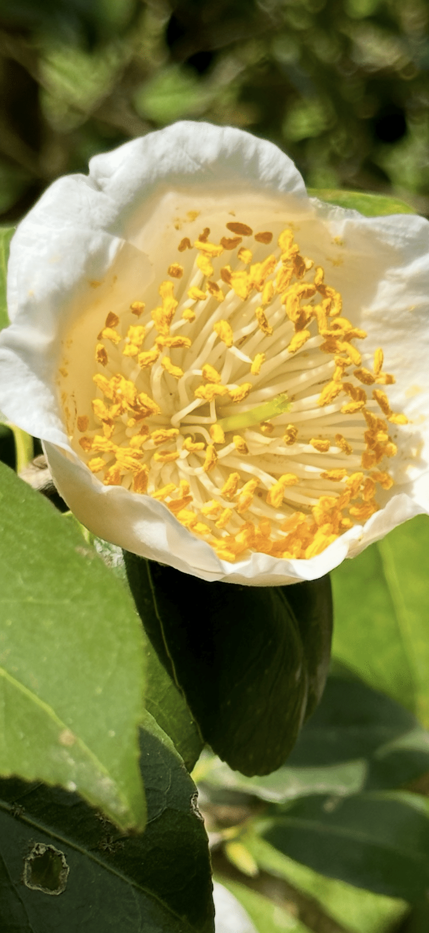 ヒゴツバキ 『肥後六花』に数えられる熊本の細川藩が育成した椿｜EGGSEED