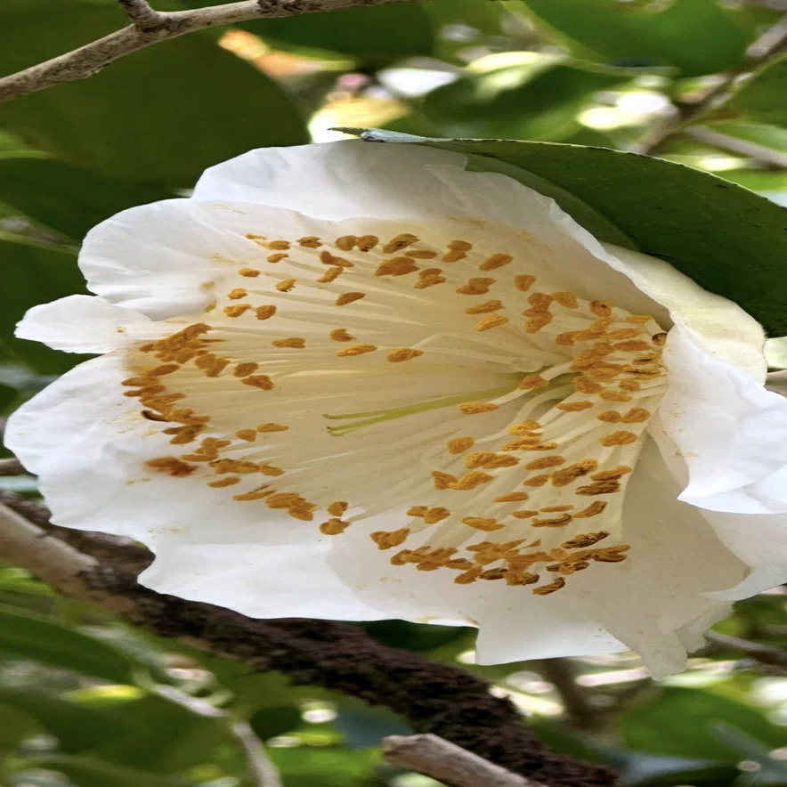 ヒゴツバキ 『肥後六花』に数えられる熊本の細川藩が育成した椿｜EGGSEED