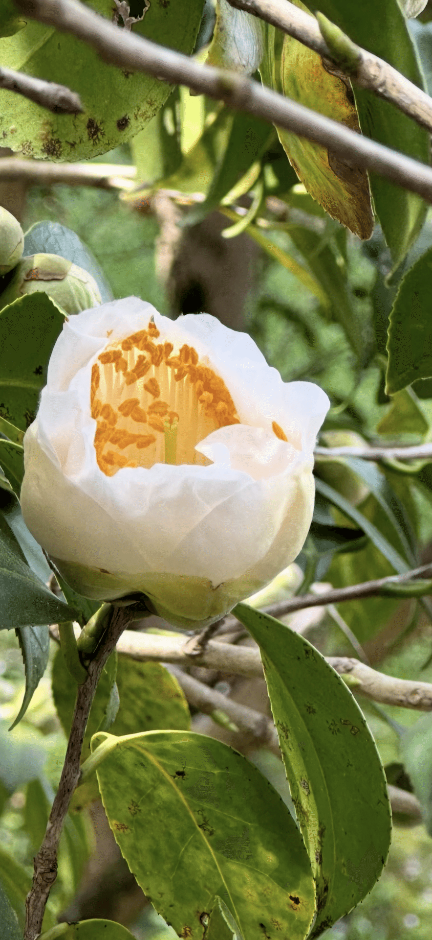 ヒゴツバキ 『肥後六花』に数えられる熊本の細川藩が育成した椿｜EGGSEED