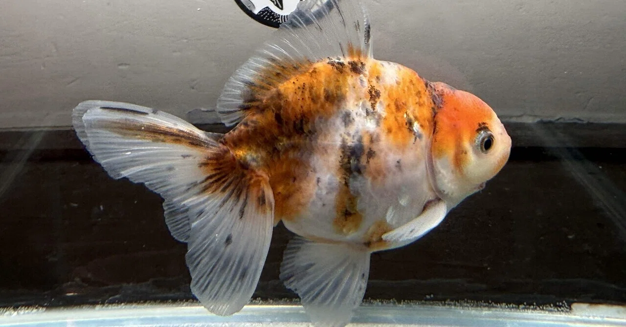 0317金魚在庫｜SAMURAI FARM