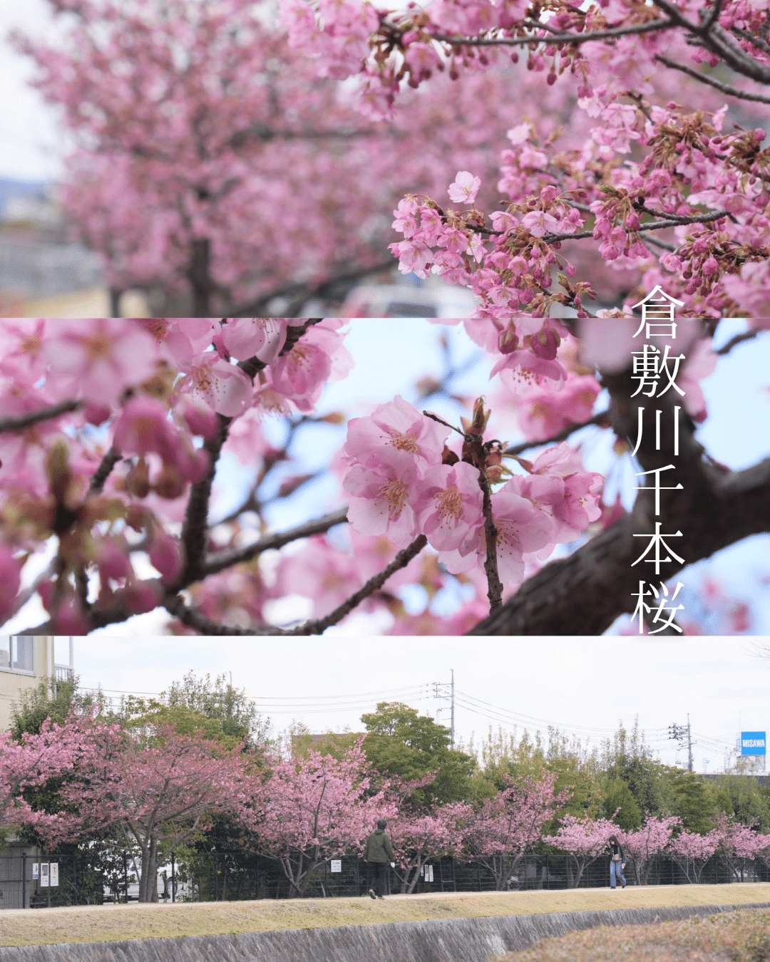 w7/葛城三千子著【日本の古桜 一本桜探訪「それでも生き残っ