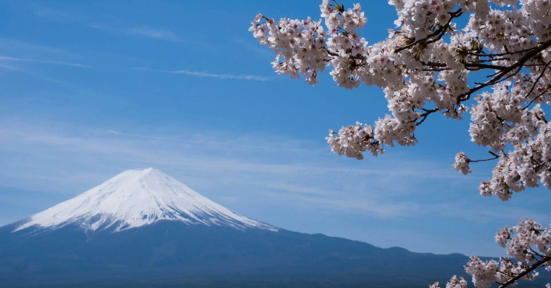 桜と日本人♯2】「さくら」の語源。 「さ」のつく言葉と田んぼの神様 
