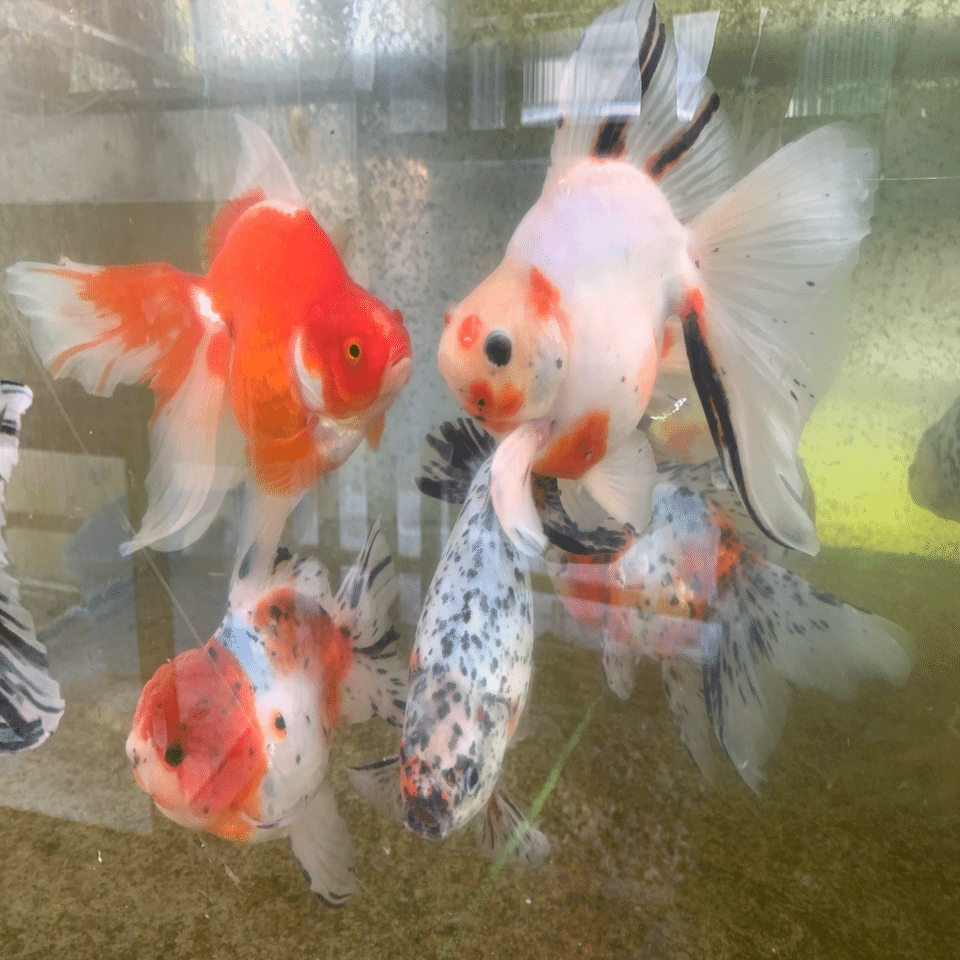 松村観賞魚｜有限会社フィッシュファームツボタ