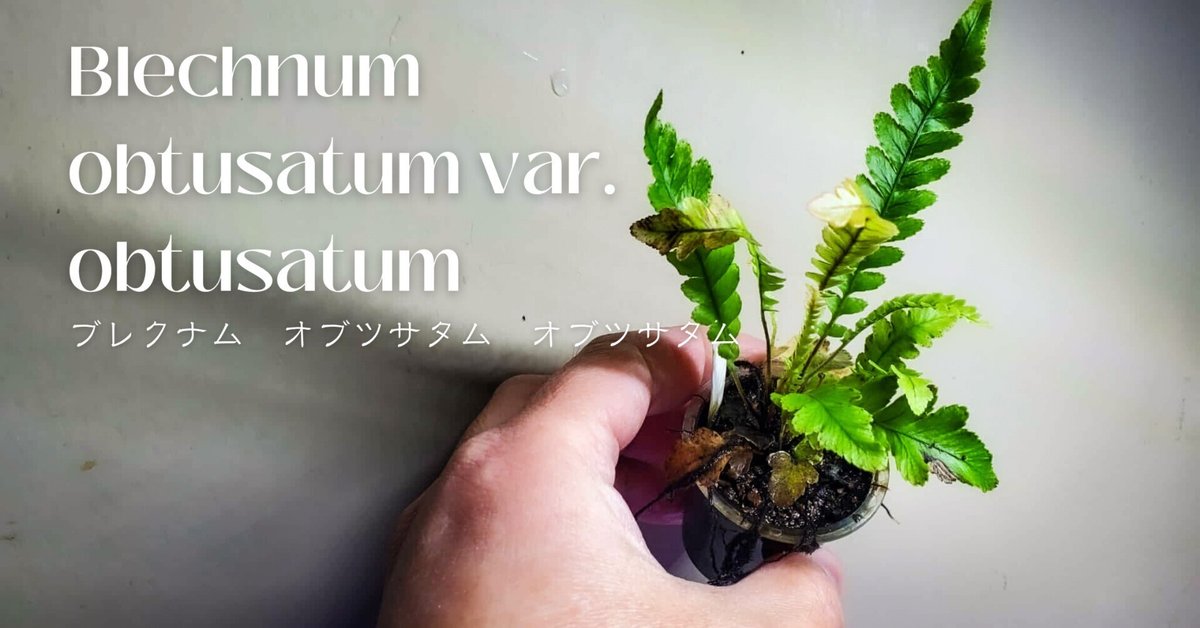ブレクナムオブツサタム　シダ植物 ブレクナム・オブツサタムというシダ植物 : ビーボックス