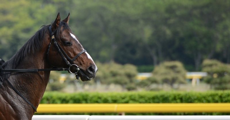 驚異のv字回復 高知競馬の人気の理由を Googleクチコミ から検証してみた Googleマイビジネスまとめマガジン 地域情報誌ぱど Note 驚異のv字回復 高知競馬の人気の理由を Googleクチコミ から検証してみた Googleマイビジネスまとめマガジン 地域情報誌ぱど Note