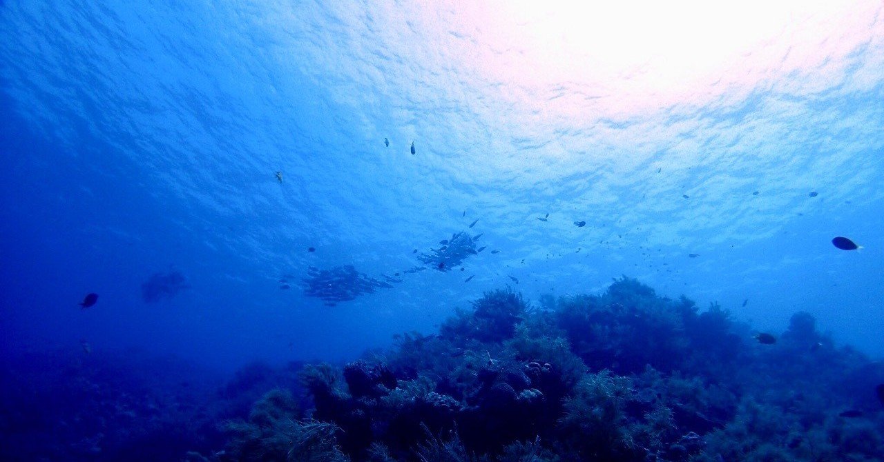 アロワナとピラルク あやぽ Note アロワナとピラルク あやぽ Note