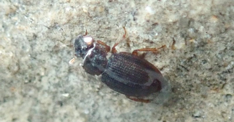 水生甲虫 水甲虫 げんの作品 「石川県の水生昆虫（水生甲虫、カメムシ類