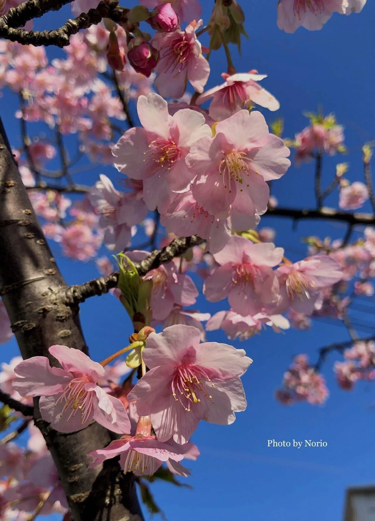 早咲きの桜の写真で、一足早い花見気分を🌸&今聴きたいオススメの歌2選