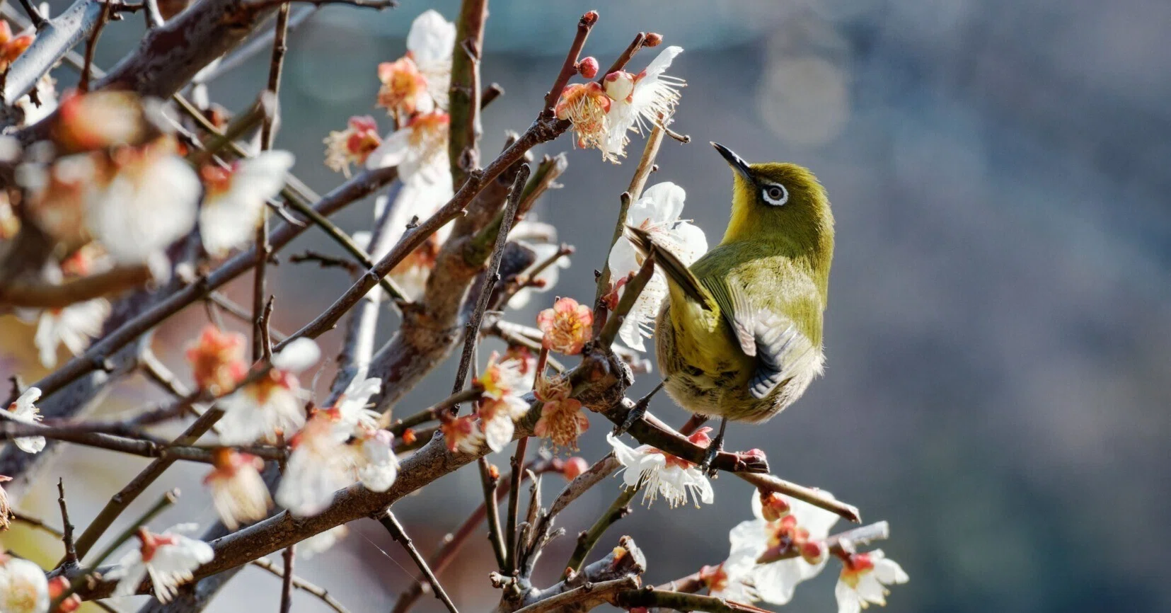 メジロに会いに梅林へ｜写真日記｜Aki くらしフォトグラファー
