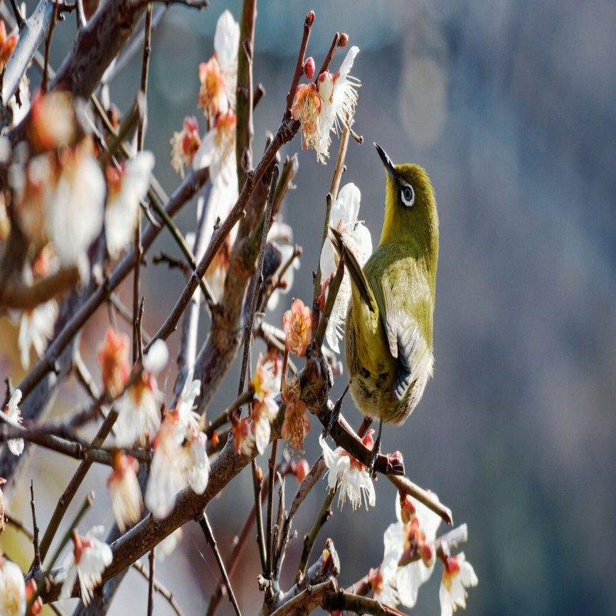 メジロに会いに梅林へ｜写真日記｜Aki くらしフォトグラファー