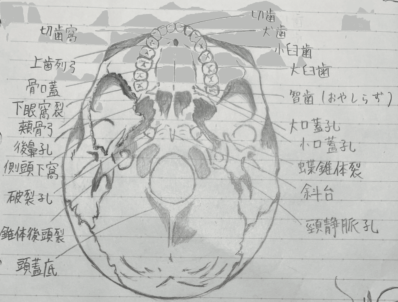 解剖学イラスト(外頭蓋底)｜ちかちかまる