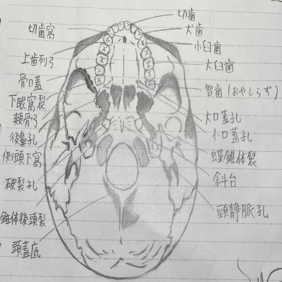 解剖学イラスト(外頭蓋底)｜ちかちかまる