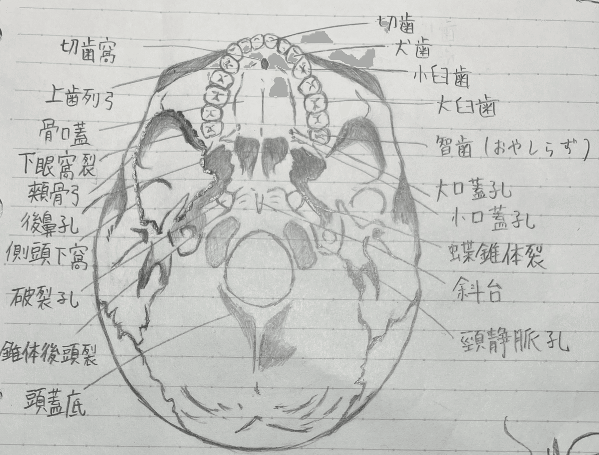口腔解剖学