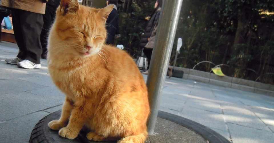 犬 か キャット か で 死ぬ まで 喧嘩 しよう 歌詞