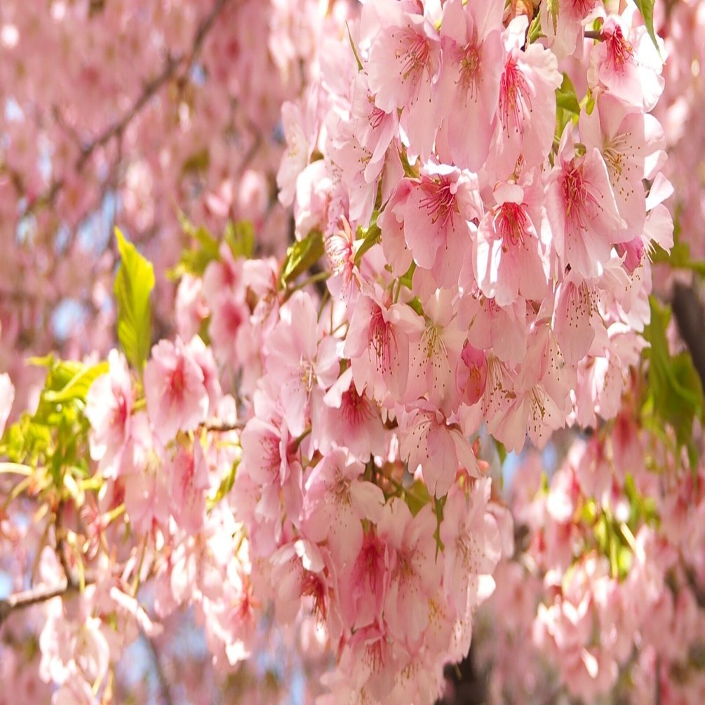 🌸河津桜（カワヅザクラ）｜Natsu1