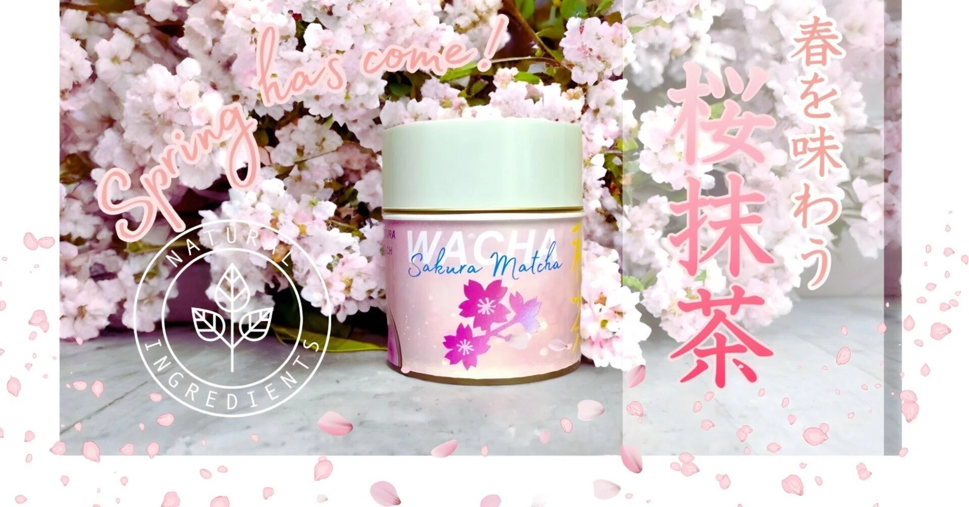 SAKURA MATCHA： 春の贅沢なひとときを🌸 ｜WACHA Founder｜ボタニカル