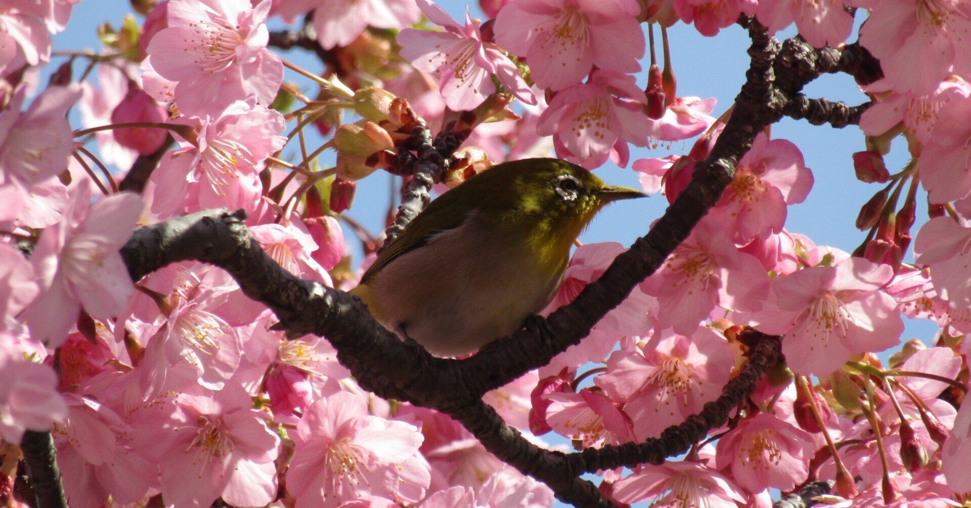 天然＊野生【山桜＊桜＊切り花＊つぼみの枝】ネコポス/可憐で素朴で可愛いです＾＾♪ ぽっぺのひとりごと（84）ついに満開！河津桜と野鳥たち｜ポッペちゃん