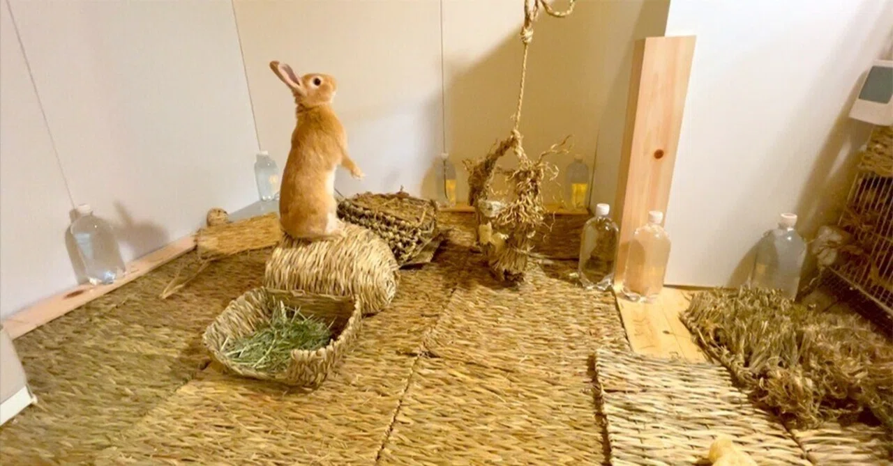 うさぎの暮らしを部屋んぽスペースで自由に…部屋んぽスペースの壁・床 