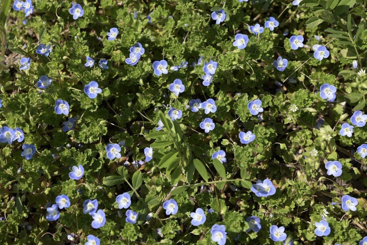 道草植物図鑑No.2「オオイヌノフグリ」｜ふみ