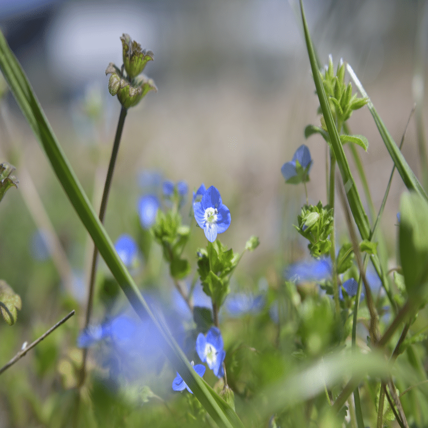 道草植物図鑑No.2「オオイヌノフグリ」｜ふみ