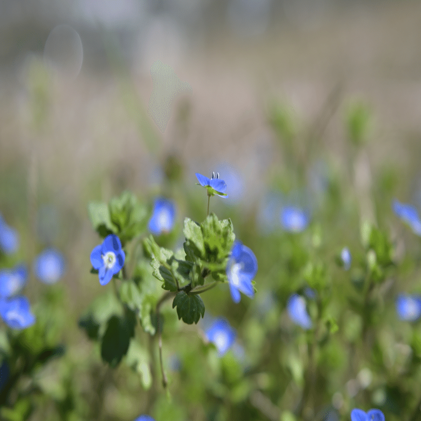 道草植物図鑑No.2「オオイヌノフグリ」｜ふみ