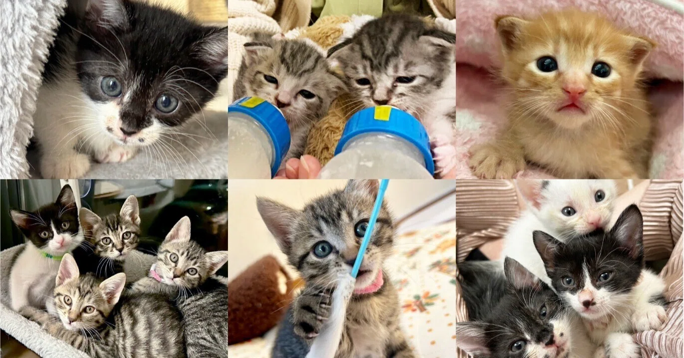 子猫のミルクボランティア体験談 ―“ミルク期”の魅力にハマったベテラン