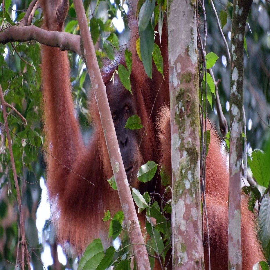 有休3日でスマトラ島に行った話③（2日目 ジャングル前編）｜O次郎