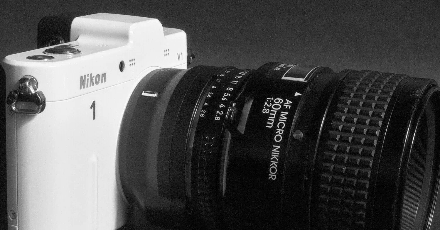 Nikon 1 V1 | Ai AF Micro-Nikkor 60mm f/2.8S｜夏と放し飼い