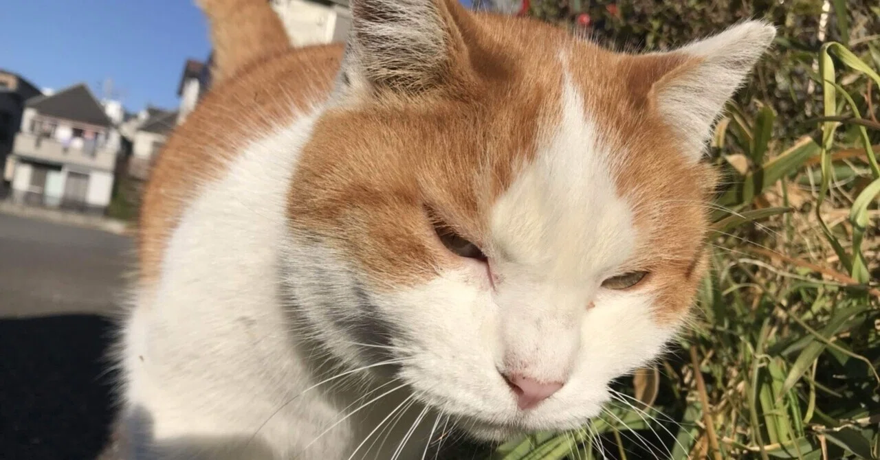 猫のこと…茶白のハチワレ｜ロビンソンズ きたざわひとし