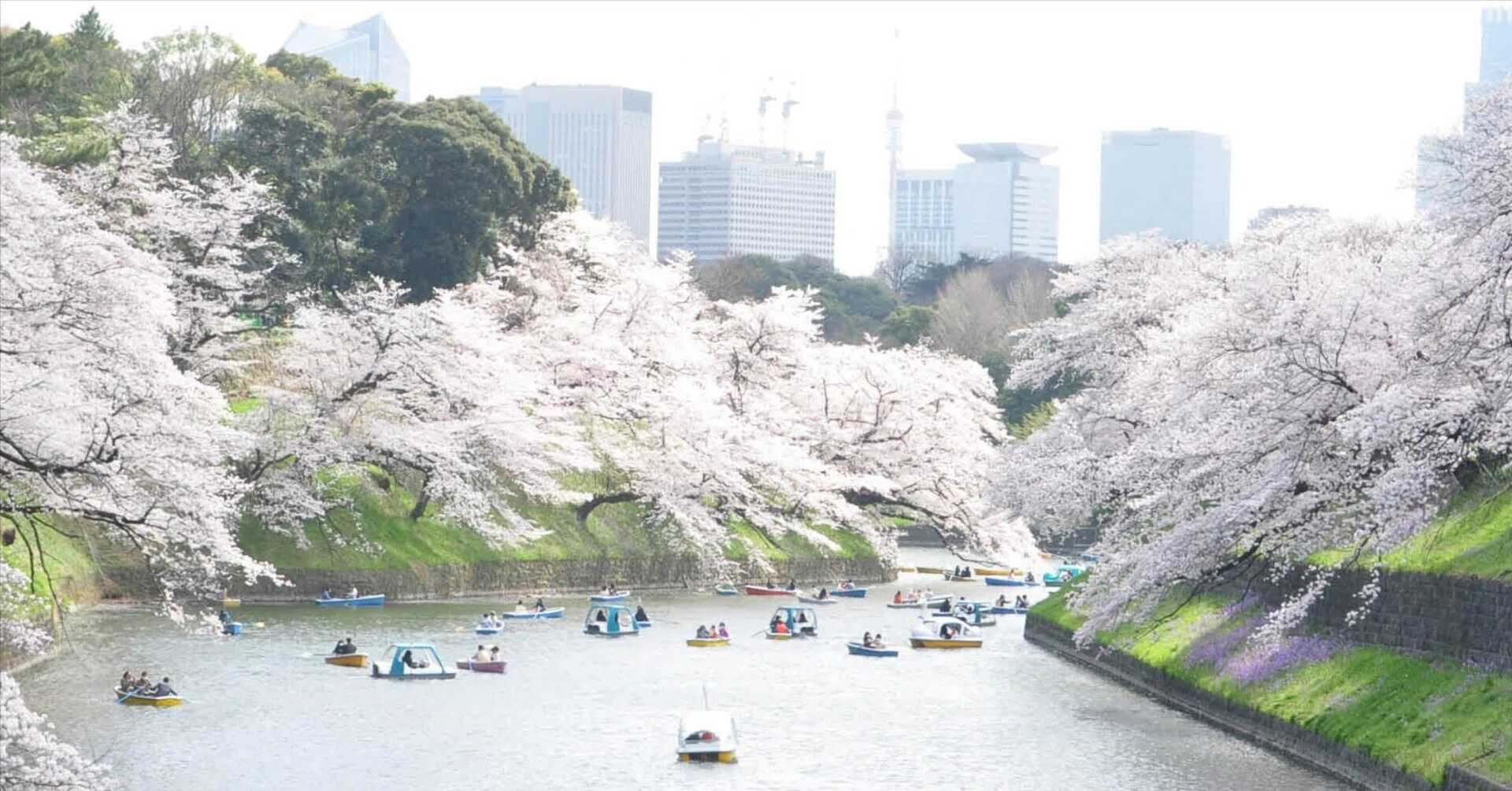 写真集『東京の桜散歩』の紹介です｜nico