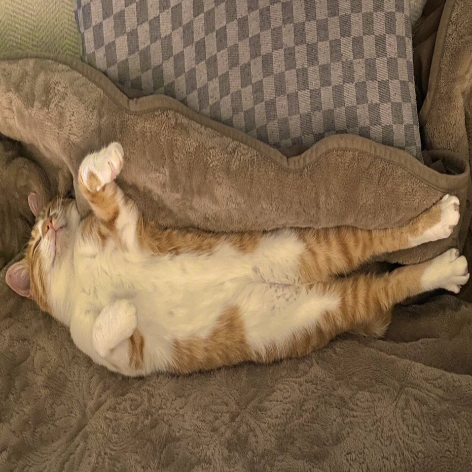 イエネコの無防備さここに極まれり！膝の上から下ろされても気づかない