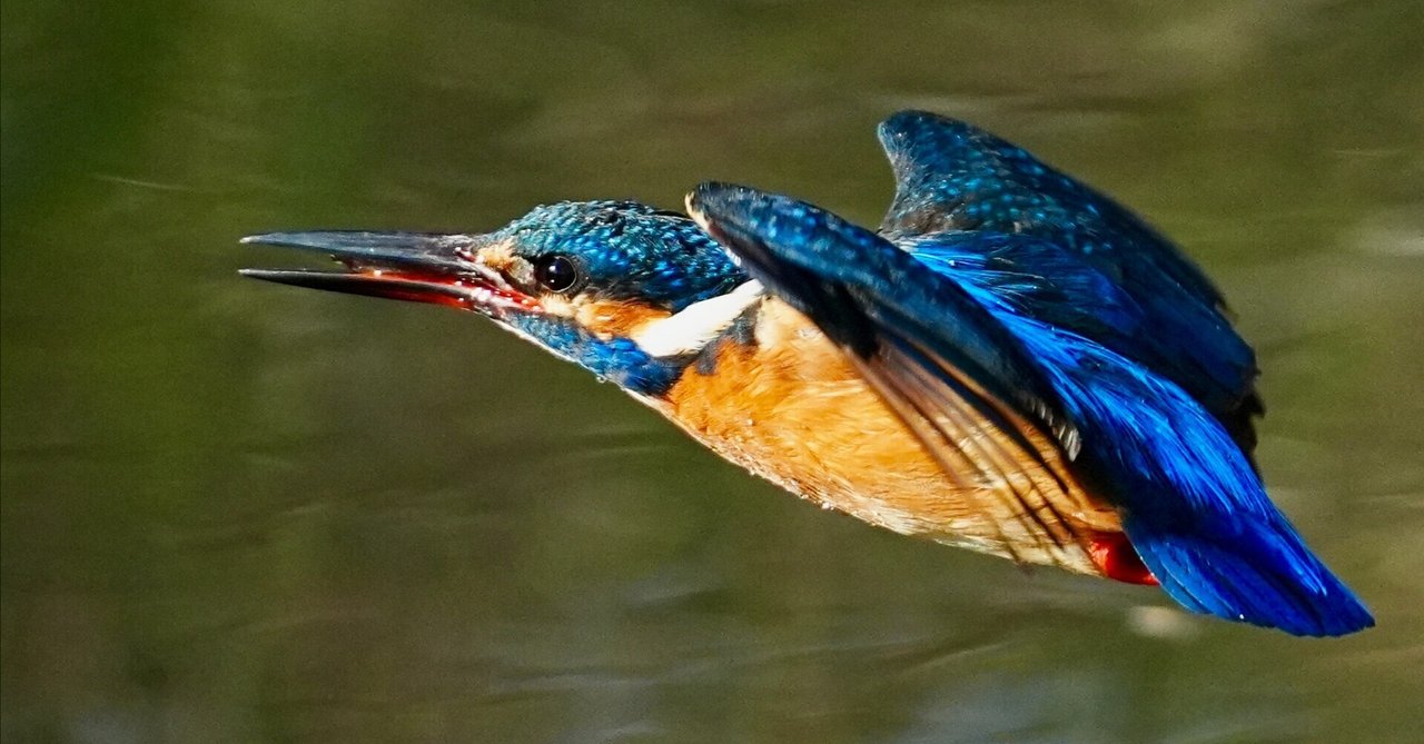 なかなかダイブしてくれないカワセミを待ち続ける野鳥撮影も悪くない