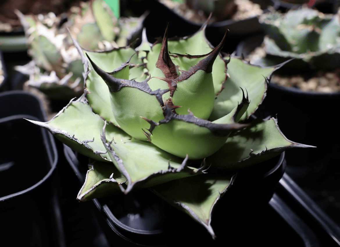 アガベ沼に落ちた話18「おかわりアガベと葉先が枯れたアガベ🐼の処置