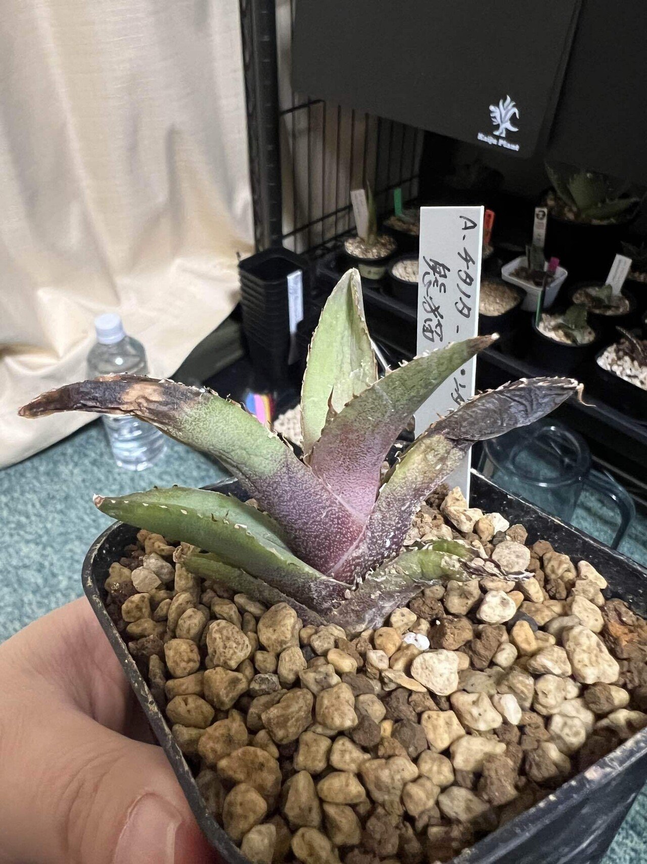 アガベ沼に落ちた話18「おかわりアガベと葉先が枯れたアガベ🐼の処置