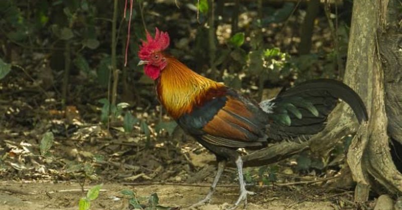 第770回 鶏は飛べる 翆野 大地 Note 第770回 鶏は飛べる 翆野 大地 Note