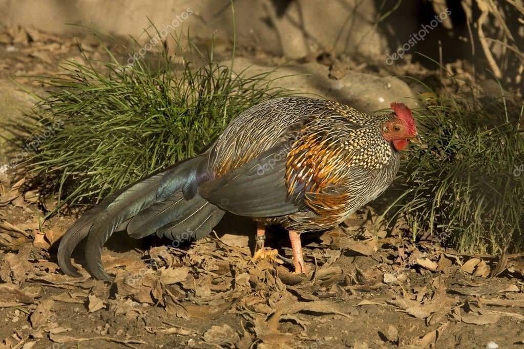 第770回 鶏は飛べる 翆野 大地 Note 第770回 鶏は飛べる 翆野 大地 Note
