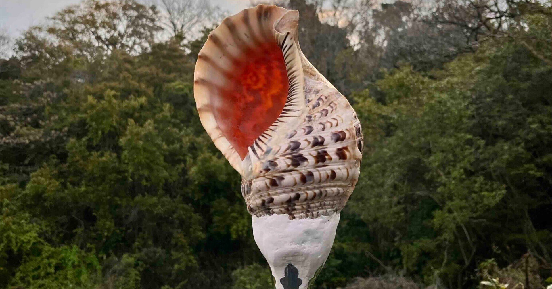 法螺貝合宿やります! @淡路島 〜森羅万象とつながる心身を磨く 法螺貝合宿やります! @淡路島 〜森羅万象とつながる心身を磨く