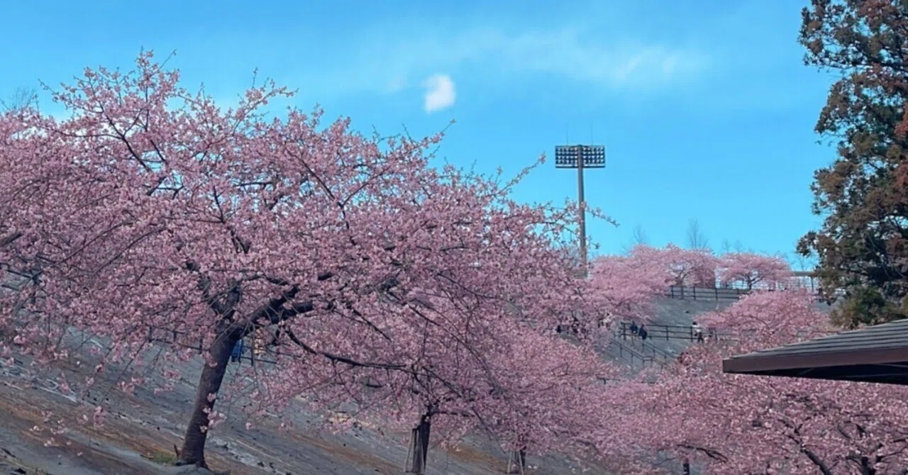 待ちに待った！春を告げる21世紀の森公園の河津桜2025.3.18《いわき市