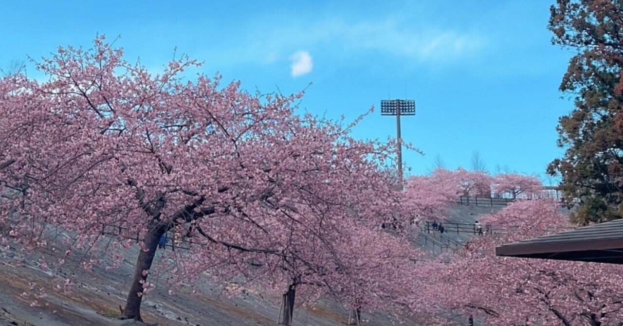 待ちに待った！春を告げる21世紀の森公園の河津桜2025.3.18《いわき市