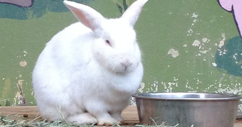 ウサギを飼う夢 河野陽炎 プロ資格マニア 保有資格30ほど 失効4 放送大単位 Note