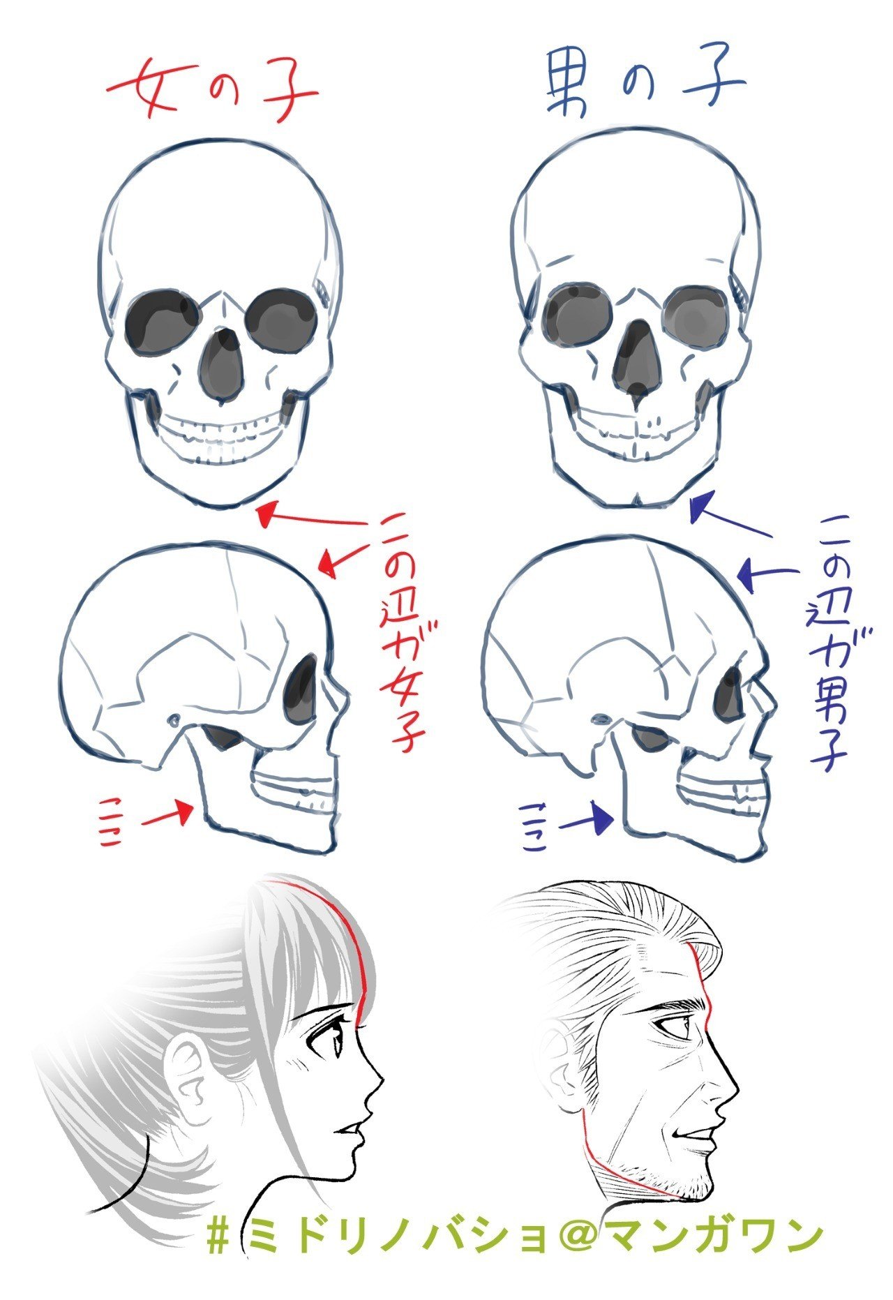 男女は頭蓋骨で描き分ける 岡q 漫画家 Note 男女は頭蓋骨で描き分ける 岡q 漫画家 Note